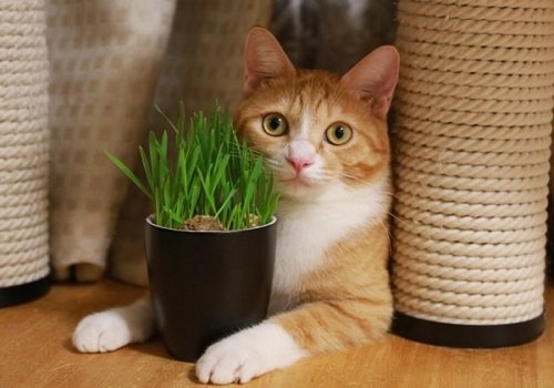 Cách trồng cỏ mèo đơn giản, hiệu quả tại nhà-4