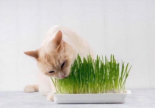 Cách trồng cỏ mèo đơn giản, hiệu quả tại nhà-2