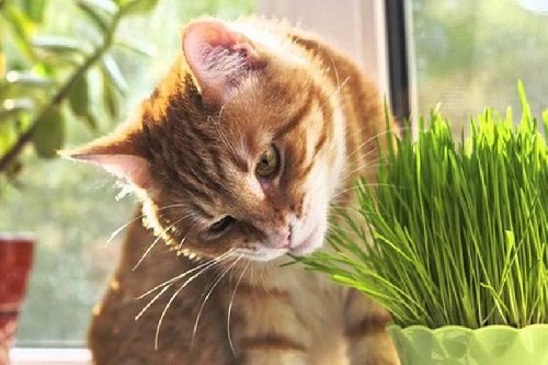 Cách trồng cỏ mèo đơn giản, hiệu quả tại nhà