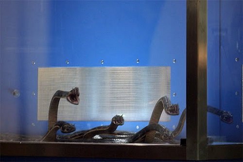 Top 10 bộ phim về rắn khổng lồ hay nhất-6