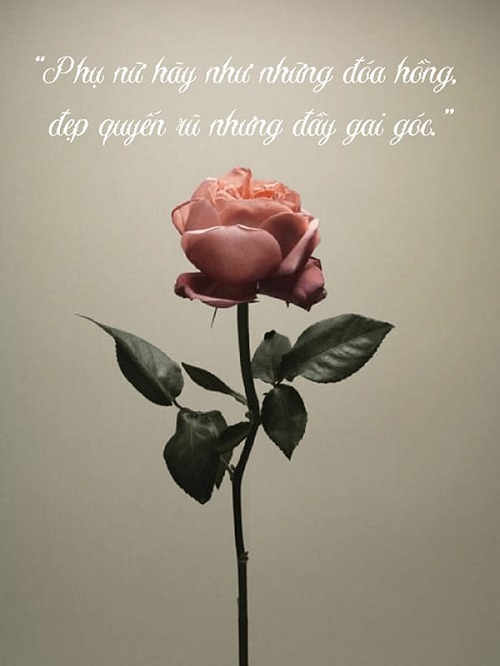 Câu nói hay về hoa hồng, Stt hoa hồng trong tình yêu-14
