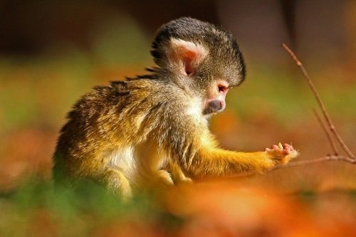 Hình ảnh con khỉ dễ thương đáng yêu đẹp nhất thế giới  Trường Tiểu Học  Đằng Lâm