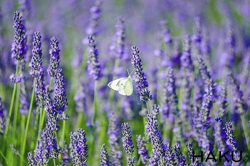 Chi tiết 100 hình nền lavender tuyệt vời nhất  Tin học Đông Hòa
