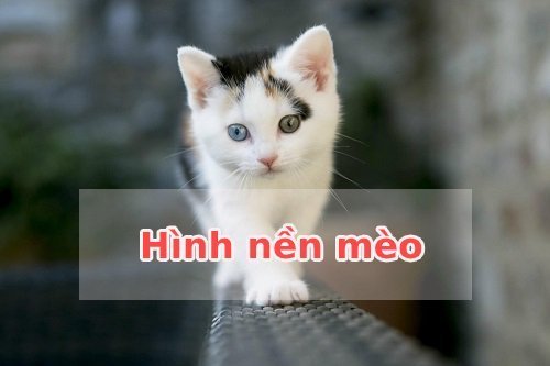 Hình Ảnh Mèo Ff Cute Hài Hước Cười Nổ Đom Đóm Mắt