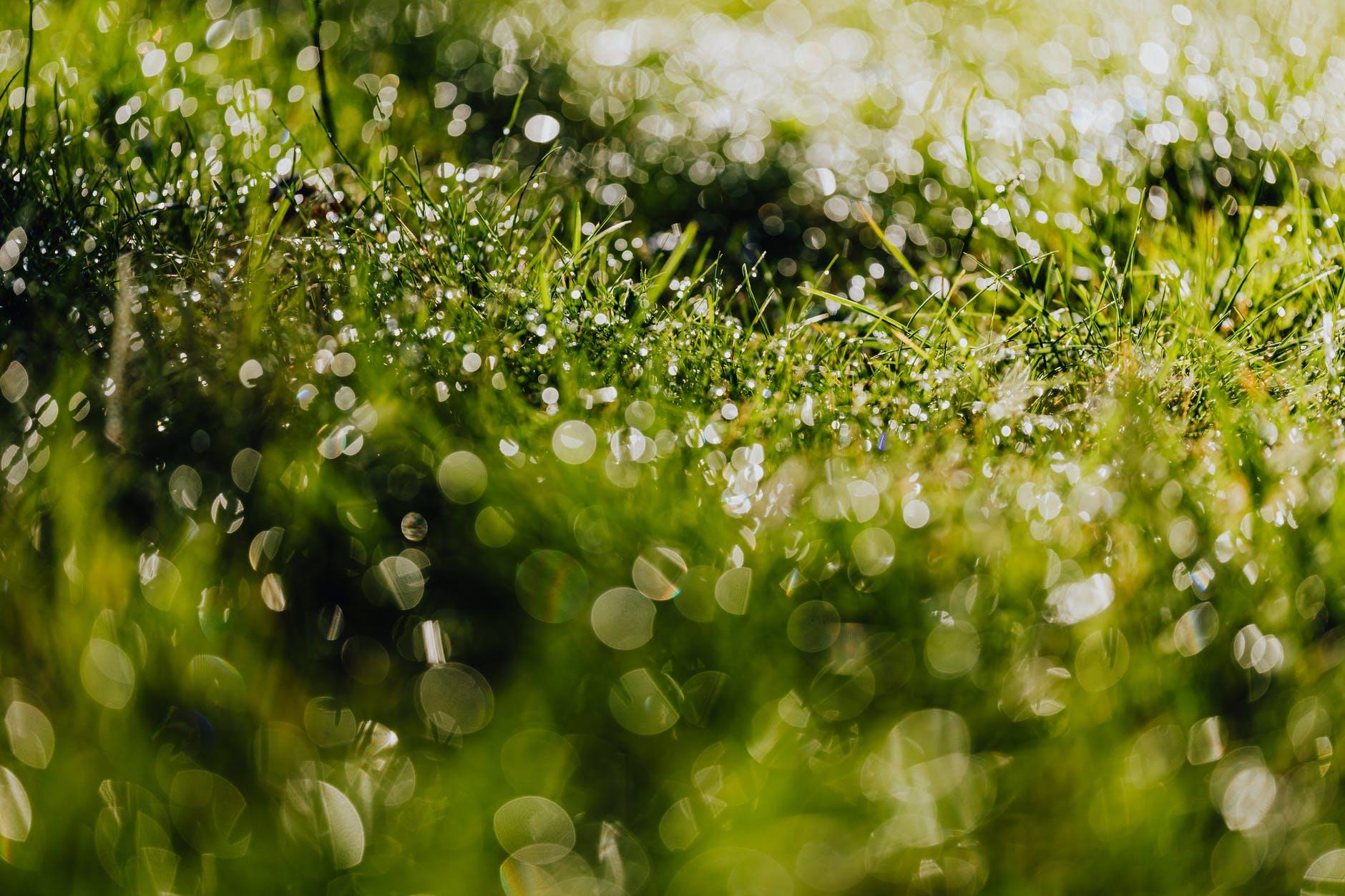Background xanh lá bãi cỏ