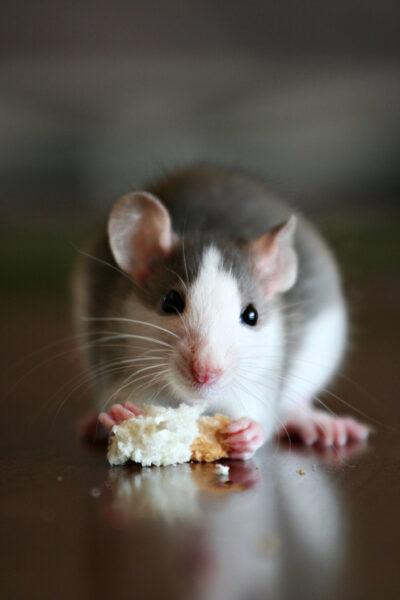 Hình nền chuột – Hình nền chuột siêu đẹp dễ thương-11