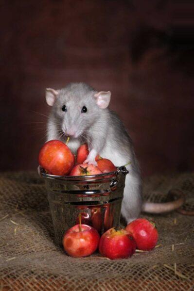 Hình nền chuột – Hình nền chuột siêu đẹp Cute-17