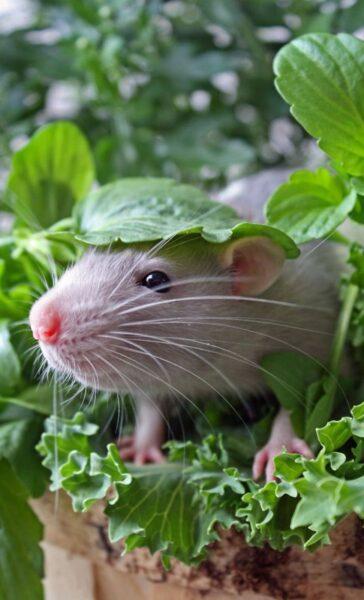 Hình nền con chuột – Hình nền con chuột siêu đẹp Cute-18
