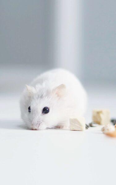 Hình Nền Con Chuột – Hình Nền Chuột Đẹp Siêu Cấp Cute-20