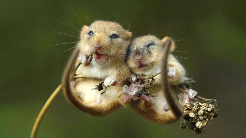 Hình Nền Con Chuột – Hình Nền Chuột Đẹp Siêu Cấp Cute-31