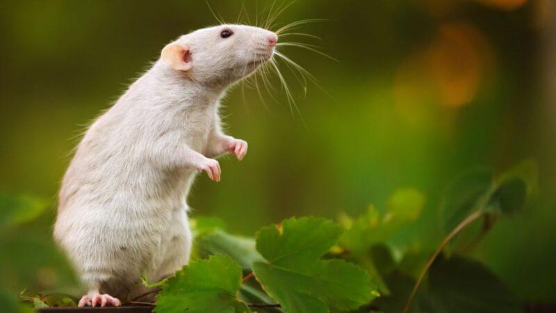 Hình Nền Con Chuột – Hình Nền Chuột Đẹp Siêu Cấp Cute-34