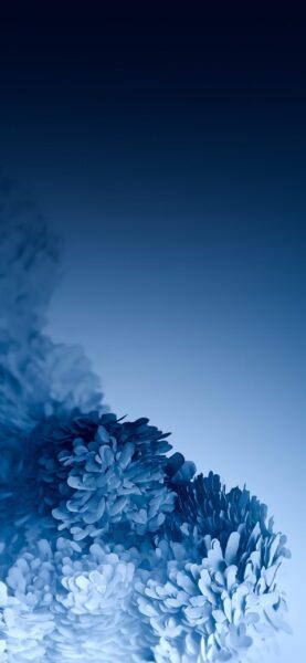 Hình nền Galaxy S20 cánh hoa màu xanh biển