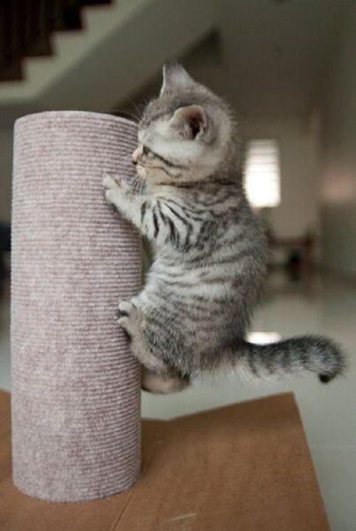 Hình nền mèo cute leo trèo
