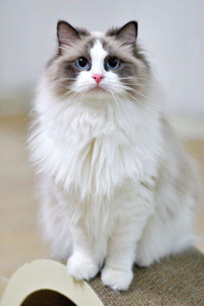 Hình nền mèo cute béo xinh