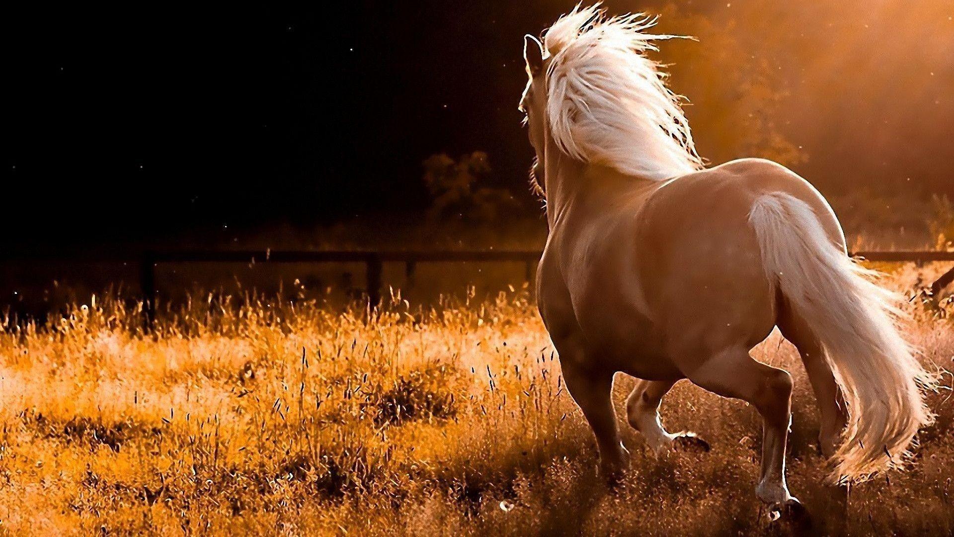 Hình ảnh Nền Ngựa đen 3d, Ngựa đen 3d Vector Nền Và Tập Tin Tải về Miễn Phí  | Pngtree