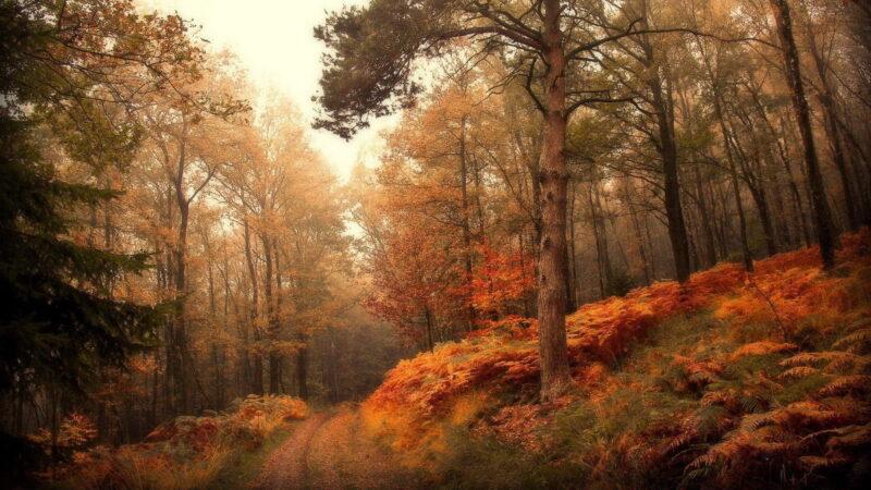 Hình nền yên tĩnh rừng mùa thu