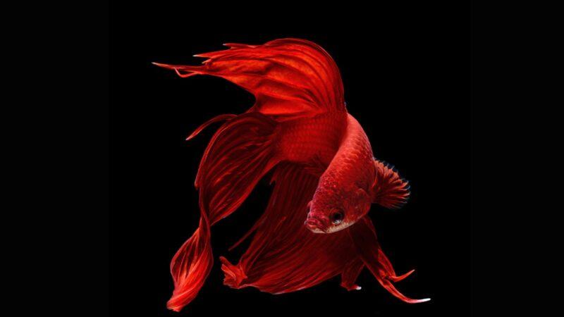 Ảnh nền cá Betta toàn thân màu đỏ