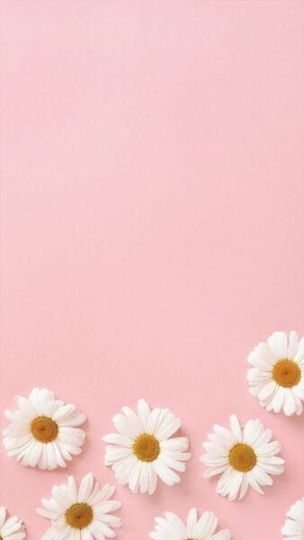 Ảnh nền màu hồng pastel trơn hoạ tiết hoa cúc