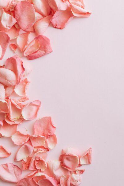 Ảnh nền màu hồng pastel trơn và cánh hoa hồng