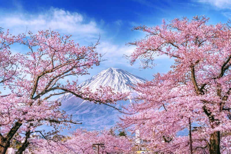 Hình nền hoa đào Nhật Bản