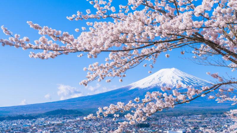 Ảnh nền hoa đào Nhật Bản và núi Phú Sĩ