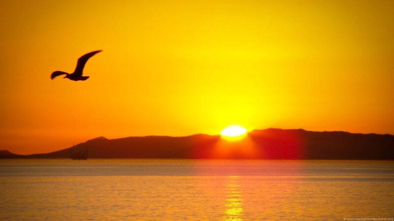 Hình nền mặt trời và chú chim