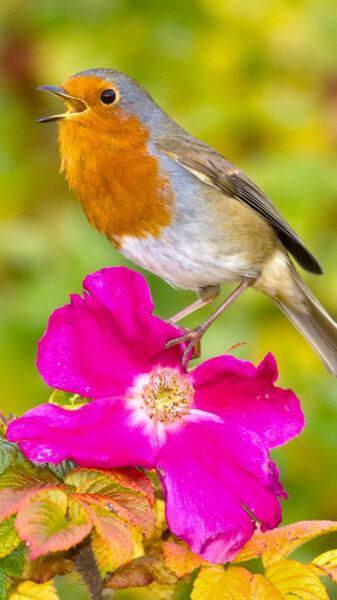 Hình nền chim, hình ảnh chim đậu trên bông hoa màu hồng