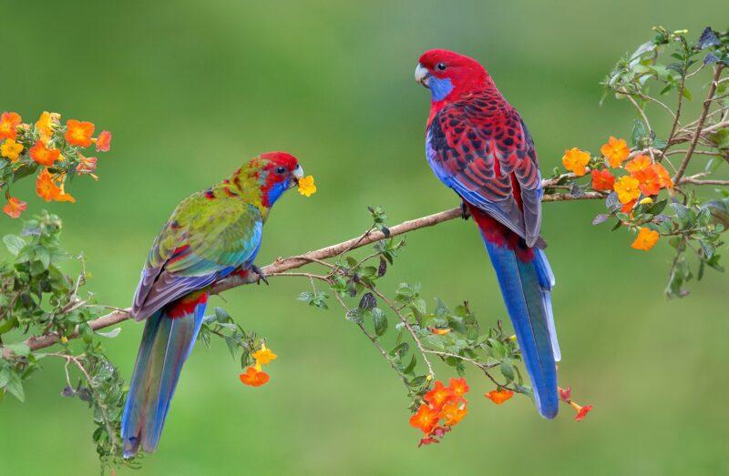 Hình nền chim, hình ảnh chim vẹt nhiều màu