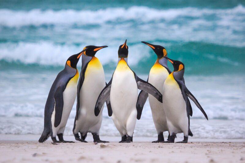 Hình nền chim, hình ảnh chim cánh cụt đi cùng nhau trên bờ biển