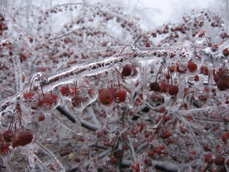 Hình ảnh, hình nền mùa đông lạnh đóng băng cả quả trên cây