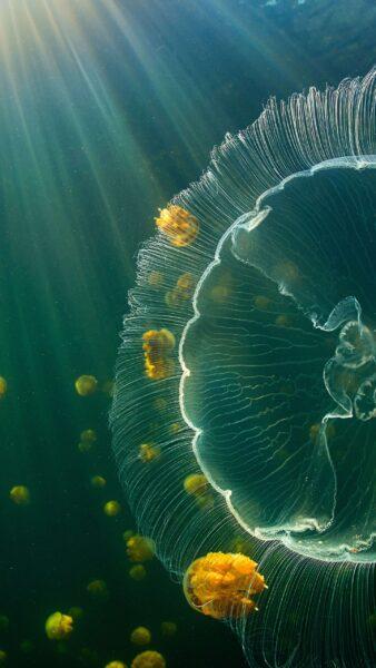 Hình nền Bing sứa biển trong lòng đại dương mênh mông