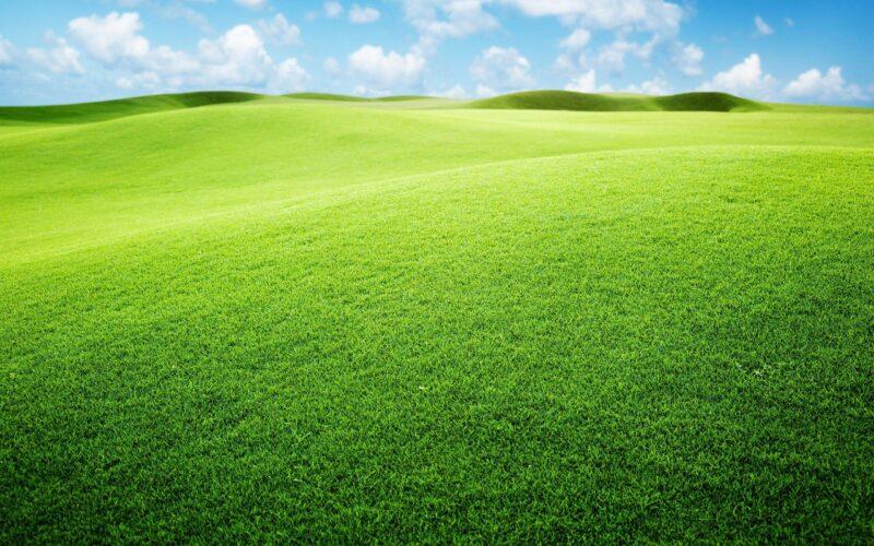 Hình nền đồng cỏ xanh cho máy tính