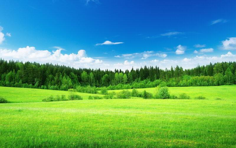 Hình nền cỏ xanh đẹp tuyệt vời