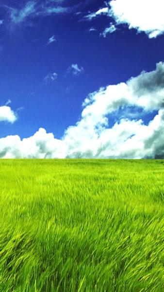 Hình nền cỏ xanh và bầu trời đẹp