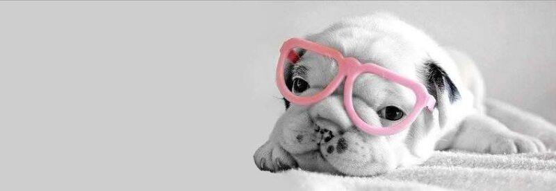 Hình nền Facebook cute chú chó đeo kính hồng