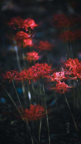Hình nền hoa bỉ ngạn đỏ thấp thoáng trong ánh sáng