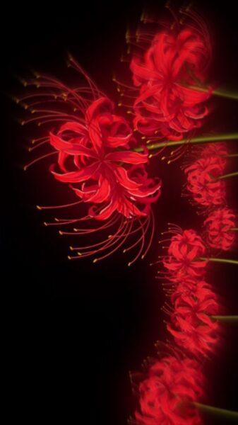 Hình nền hoa bỉ ngạn đỏ điểm xuyết vào không gian tối