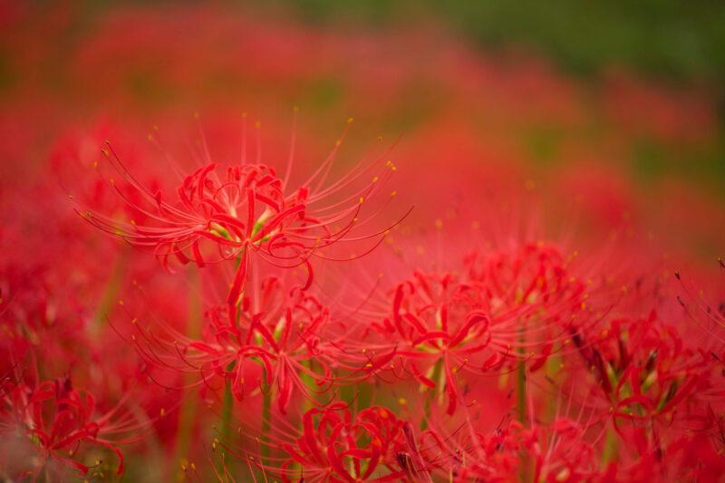 Hình nền hoa bỉ ngạn đỏ khoa sắc trong vườn