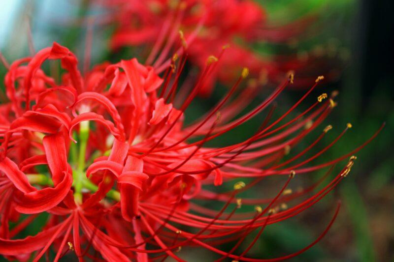 Hình nền hoa bỉ ngạn đỏ đầy sức sống