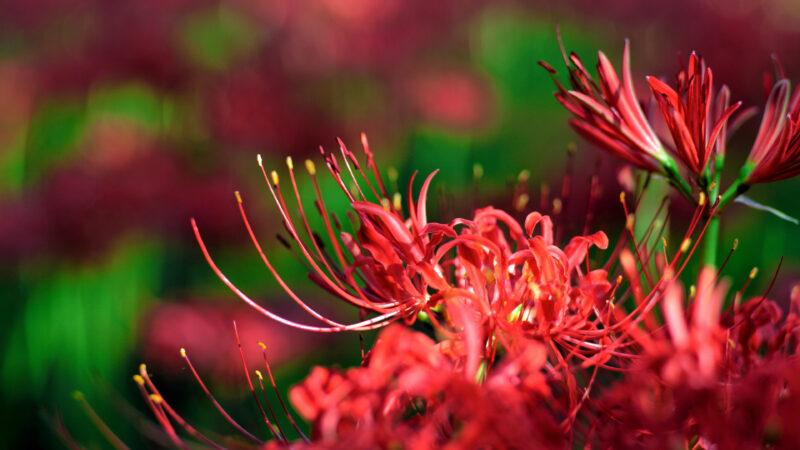 Hình nền hoa bỉ ngạn đỏ rực