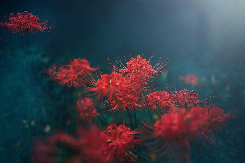 Hình nền hoa bỉ ngạn đỏ mờ mờ hơi sương
