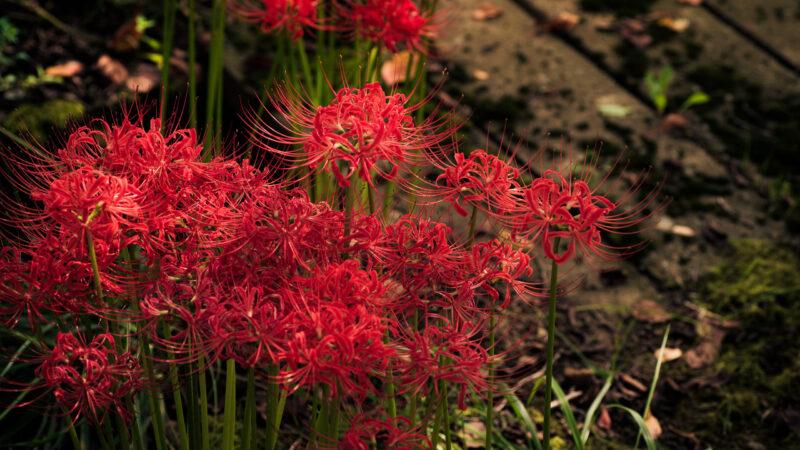 Hình nền hoa bỉ ngạn khoe sắc đỏ giữa thiên nhiên