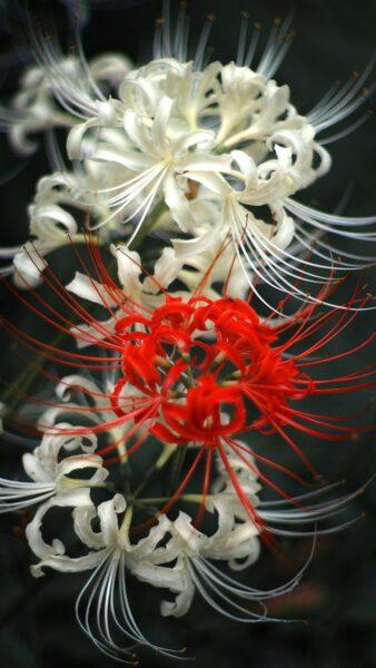 Hình nền hoa bỉ ngạn đỏ và trắng đan vào nhau rất đẹp