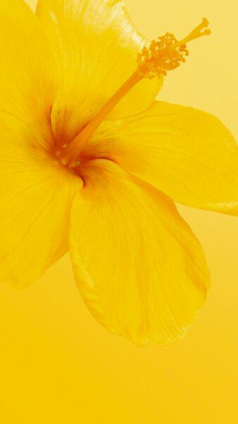 Hình nền màu vàng đẹp với sắc hoa