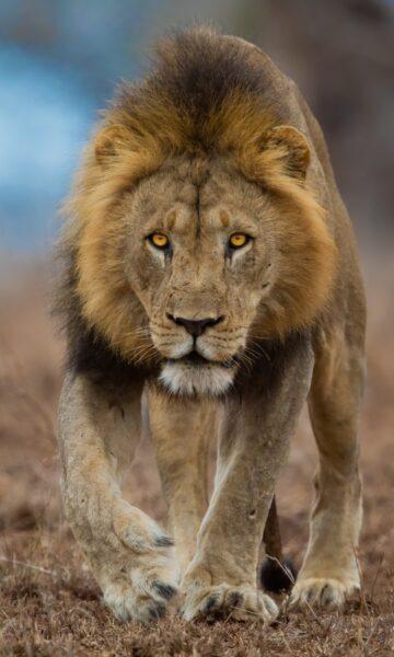 Hình nền sư tử săn mồi