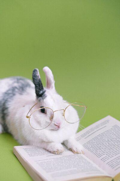 Hình nền thỏ đeo kính đọc sách rất tri thức