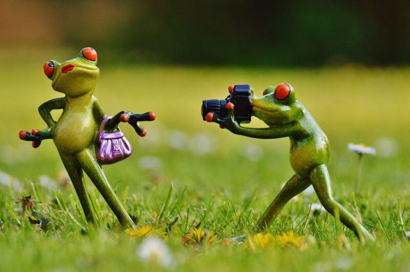 Hình nền vui nhộn ếch chụp ảnh